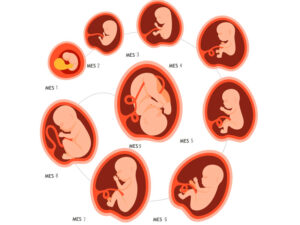 14731 desarrollo del bebe en el embarazo